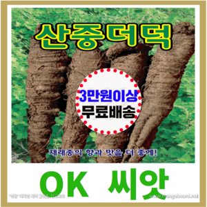 [OK씨앗] [산중더덕] 더덕씨앗 종자(오케이씨앗), 1개