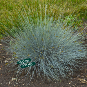 은사초 [4포트 복남이네야생화 모종 그라스 블루 페스큐 훼스큐 fescue], 4개