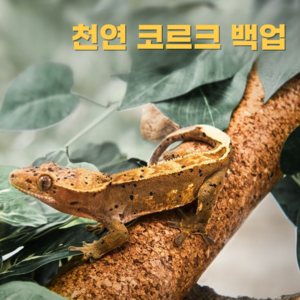 필핏 천연 코르크 크리스티드 게코 파충류 백업, 1개, 코르크 20cm