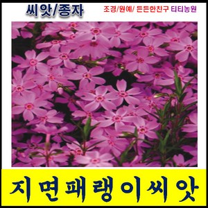 지면패랭이 씨앗 300립 패랭이 꽃씨 지면 봄여름가을 수확이 쉬운 품종 좋은, 1개