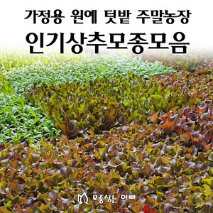 [모종심는아빠] 상추 모종 모음, 꽃상추, 모종6개, 1개