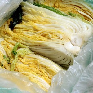 [예약판매]직접 키운 해남 절임배추 10kg / 20kg, 절임배추 20kg, 1월 5일 발송_6일(토) 수령