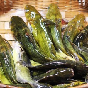 산지직송 손질 빠가사리1kg 매운탕소스 추가 민물고기 매운탕 국내산, 1.빠가사리1kg, 1개, 1kg