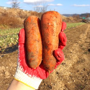 아빠의 마음 국내산 당근 3kg 5kg 10kg, 흙당근3kg(상품), 1개