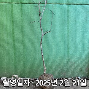 착한가격 나무생각 / 대추나무 / 대왕대추(다왕조오) / 3년생 / 결실주, 1개, 대왕대추