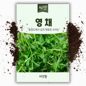 영채(산갓) 씨앗 (5g), 1개