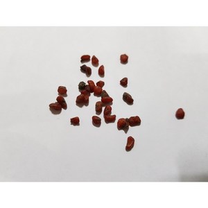 돈나무씨앗20g(500립), 1개