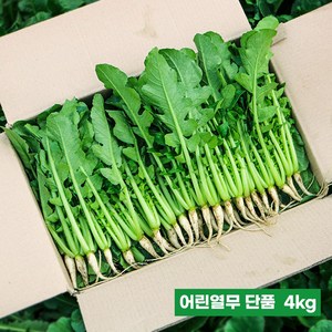 포천 채소한 싱싱 어린 열무 얼갈이, 어린열무4kg, 1개