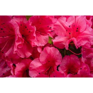 영산홍 연산홍 3년 40cm 분묘, 1개, 영산홍 3년 40cm 분묘