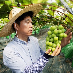 김천 포도장인 샤인머스켓 실속형 특품, 1개, 특품 샤인머스켓 2kg(3-4수)