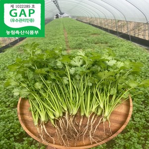 국산 고수 나물 당일수확, 500G, 1개