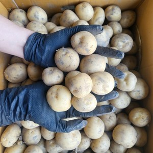 국내산 햇 감자 조림감자 알감자, 조림감자 3kg, 1박스