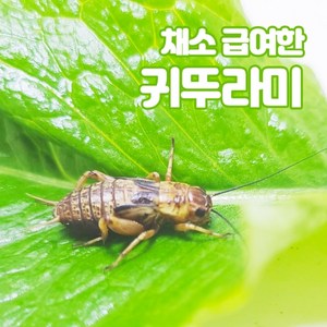 귀뚜라미 보온포장포함 레오파드게코 도마뱀 파충류 양서류 개구리 햄스터 고슴도치 끝판왕 살아있는 귀뚜라미 먹이곤충, 소 50마리, 1개