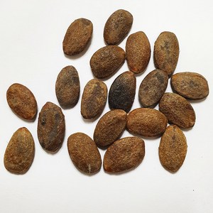 버지니아감나무씨앗50g(100립), 1개