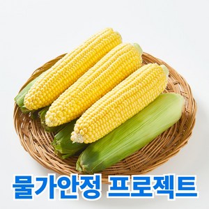 물가안정 일등농수산 고당도 19브릭스 초당옥수수, 1개, 20개 (특품14cm이상)