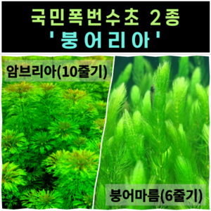 [물풀정원] 달팽이 100% 없는 청정수초 <붕어리아> 폭풍성장하는 초보수초 붕어마름과 암브리아의 환상적인 만남 (총 16줄기), 1개