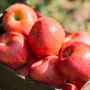 산지직송 경북 부사 꿀사과 못난이사과 10kg, 1박스, 혼합과 10kg