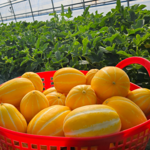 [성주 직송] 고당도 못난이 참외, 1개, 1KG (혼합 2-10과)