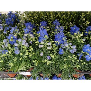 미니델피늄 헝키도리 블루[3개 복남이네야생화 모종 델피니움 락스퍼 delphinium], 3개