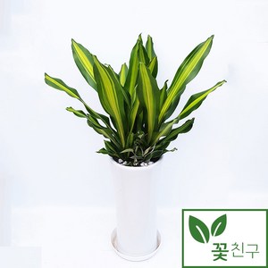 꽃친구 맛상게아나 소형 중형 개업화분 축하화분 인테리어 화분 공기정화식물, 맛상, 기본받침