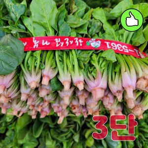 해풍맞고 자란 싱싱한 햇 시금치 3단 1.2kg 당일수확, 1개