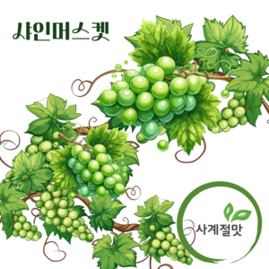 [사계절맛] 고당도 프리미엄 고품질 샤인머스켓 명절과일선물세트, 특 샤인머스켓 2kg (3~4수), 1박스