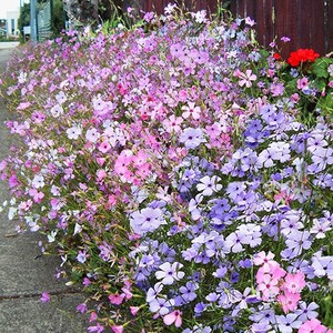[모야모 꽃씨] 비스카리아 3색상 30립 선택구매, 로즈엔젤, 1개