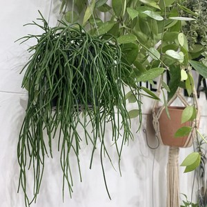 더라라플랜트 립살리스레인 립살리스화이트 Rhipsalis ain., 1개