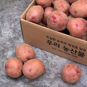 추천7단양 감자