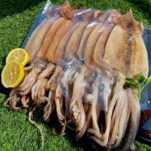 반건조 오징어 중 10미 (1~1.2kg 내외)