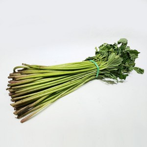 자연산 머위대 산지직송 2kg 머위 머구대 머윗대 봄나물 산나물, 1개