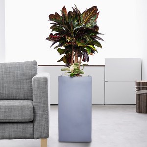 플라워365 개업 화분배달 당일배송 축하 화분 서비스 실내 관엽식물 홍콩야자 대형 (포장분) y_90028, 1개