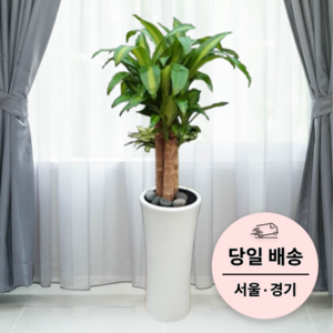 에코플랜트 실내 공기정화 식물 개업식 사무실 이전 승진 까페 개원 집들이 선물 개업 축하 화분 배달 [서울 경기 당일배송]<토요일 오후 일요일 주문건 월요일배송>, 04. 행운목, 1개” loading=”lazy” style=”width: object-fit; max-width: 100%; max-height: 300px; display: block; margin: 0 auto;”>
        </div>
<div style=