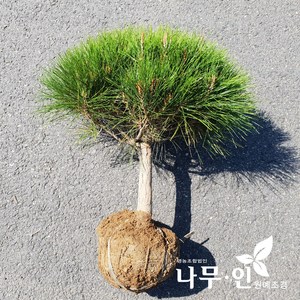 [나무인] 반송 둥근소나무 폭50cm