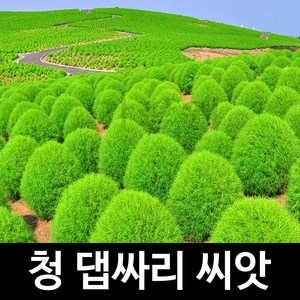 청 댑싸리 씨앗 코키아 종자 뎁싸리 조경 씨 1500알, 1개