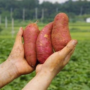 해남고구마생산자협회 경일농장 세척 무농약 꿀고구마, 1개, 5kg 한입(60g 이하)