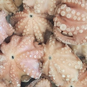 바다직판장 모리타니아 세척문어 8k(마리당 400~600g), 8kg 1마리당 400~600g x 20마리 내외)