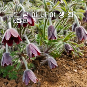 토종 할미꽃 꽃색랜덤 [4포트 복남이네야생화 모종 풀사틸라 pulsatilla], 4개