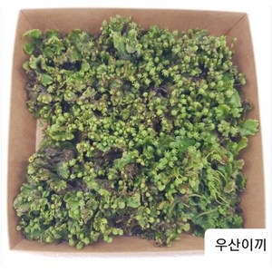 우산이끼 (대) 사이즈 엠큐팜 농장에서 제공하는 오리지널 우산이끼, 1개