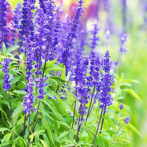 [모야모 허브] 블루세이지(Blue Sage) 씨앗, 소포장 20립, 1개