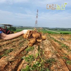 23년 국내산 강원도 최상품 제철 저장감자, 감자 중(20g~60g), 1박스, 3kg