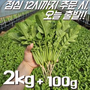 [꿀야채 어린열무] 물 좋은 철원 산지직송 어린열무(얼갈이세트), 1개, 어린열무(단품) 2kg