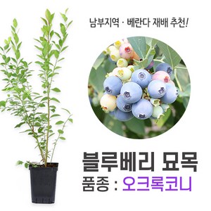 깨비농장 블루베리 나무 묘목 재배 키우기 (품종: 오크록코니), 오코록코니, 1개