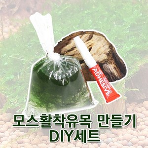 피알피쉬 모스활착유목 만들기 DIY세트, A세트, 1개