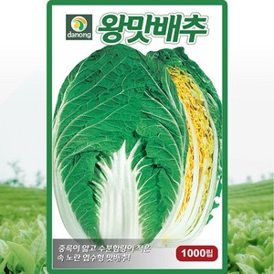 다농 왕맛배추 씨앗 1000립 가을 김장배추씨 종자, 1개