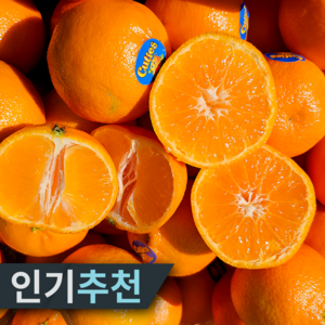 [재구매율97%] 15bix 당도선별 만다린 귤, 1개, 1kg 특상품