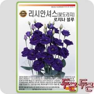 블루 리시안셔스 씨앗 리시안서스 꽃도라지 종자 10알 가람원 꽃도, 1세트