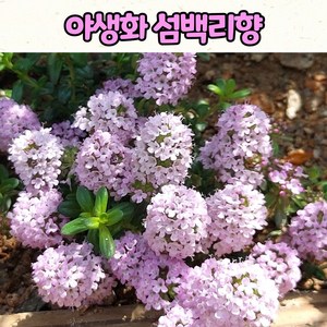 10센티 화분 섬백리향 / 야생화 / 다년초 / 조경식물, 1개