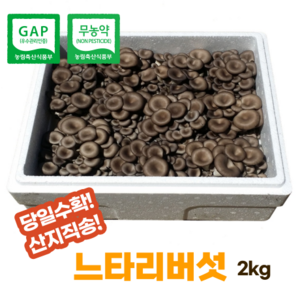 [산지직송]무농약느타리버섯2kg(무료배송), 1박스, 2kg