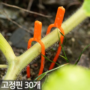 식물 줄기 고정대 x 30개 - 고정핀 넝쿨 뿌리 고정클립 딸기 덩쿨 홀더 지지대 보강핀 유인핀 런너핀 러너핀 지주대, 01_Sein_식물 고정핀_소형(30개)